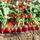Ředkvička Lidka