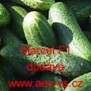 Okurka setá nakládačka hybridní Marcel F1