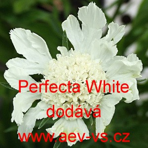 Hlaváč kavkazský Perfecta White