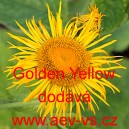 Oman mečolistý Golden Yellow