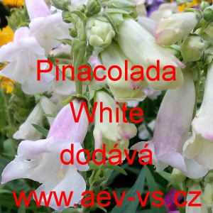 Dračík bradatý Pinacolada White