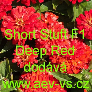 Ostálka sličná, lepá Short Stuff F1 Deep Red