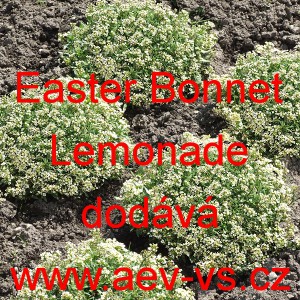 Tařicovka přímořská, laločnice Easter Bonnet Lemonade
