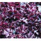 Heuchera micrantha Melting Fire
