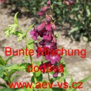 Dračík Hartwegův, penstemon Bunte Mischung