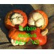 Okrasná tykev Turban