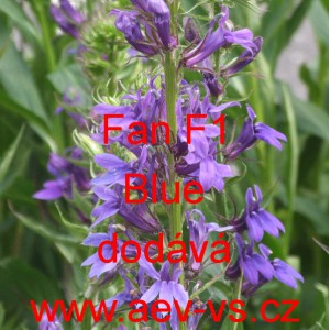 Lobelka nádherná Starship F1 Blue