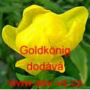 Upolín čínský Goldkönig