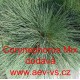 Paličkovec šedavý Spiky Blue