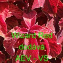 Africká kopřiva, Pochvatec ozdobný, šišákovitý, Kopřivěnka zkřížená Wizard Velvet Red