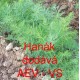 Kopr vonný Hanák