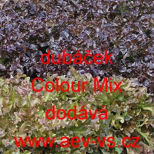 Salát listový dubáček Colour Mix