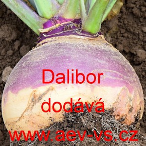 Tuřín brukev řepka Dalibor