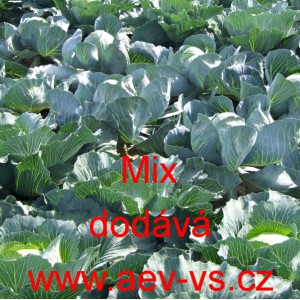 Zelí hlávkové bílé kruhárenské Mix