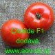 Rajče tyčkové hybridní Clotilde F1